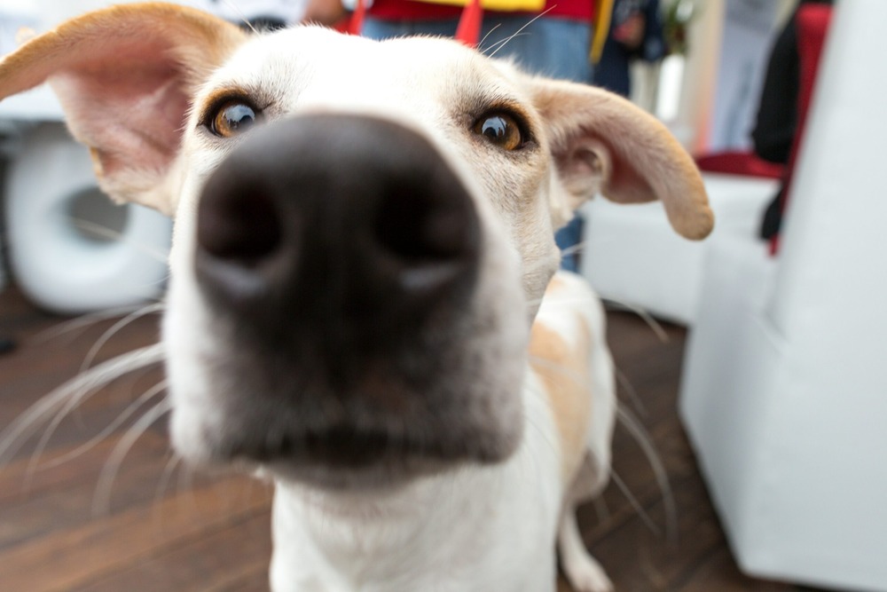 Dog resting comfortably on bedding