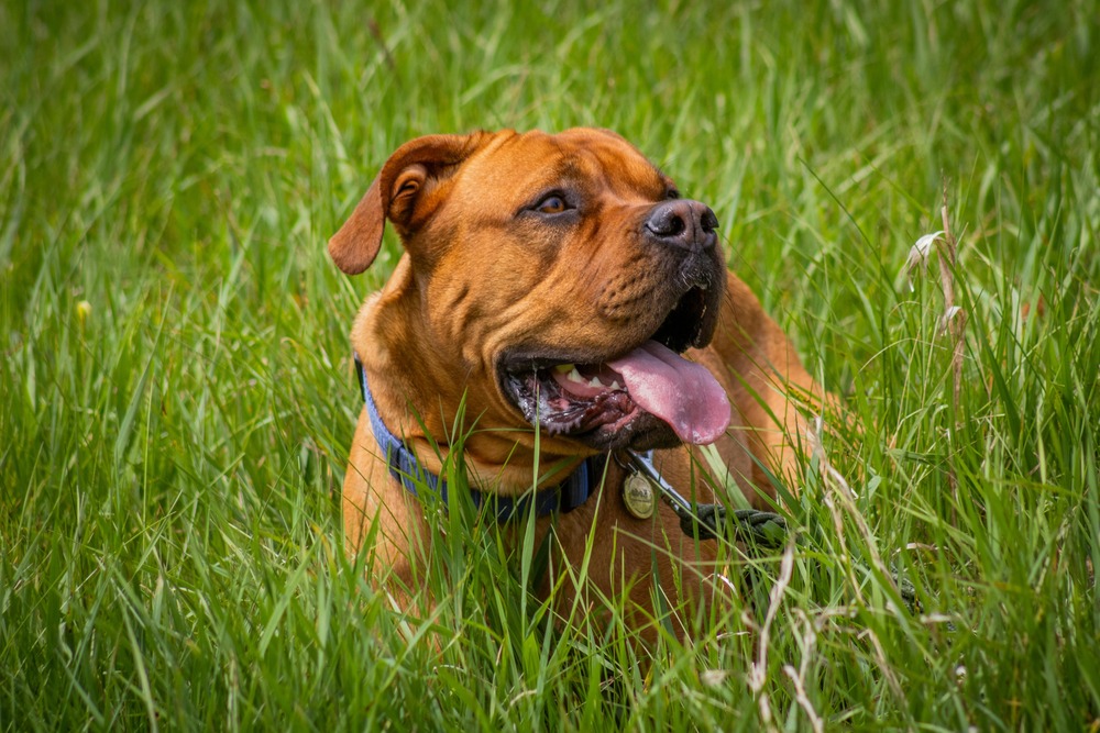 Large dog with a short coat looking alert