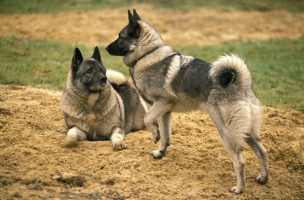 Norwegian Elkhound looking alert