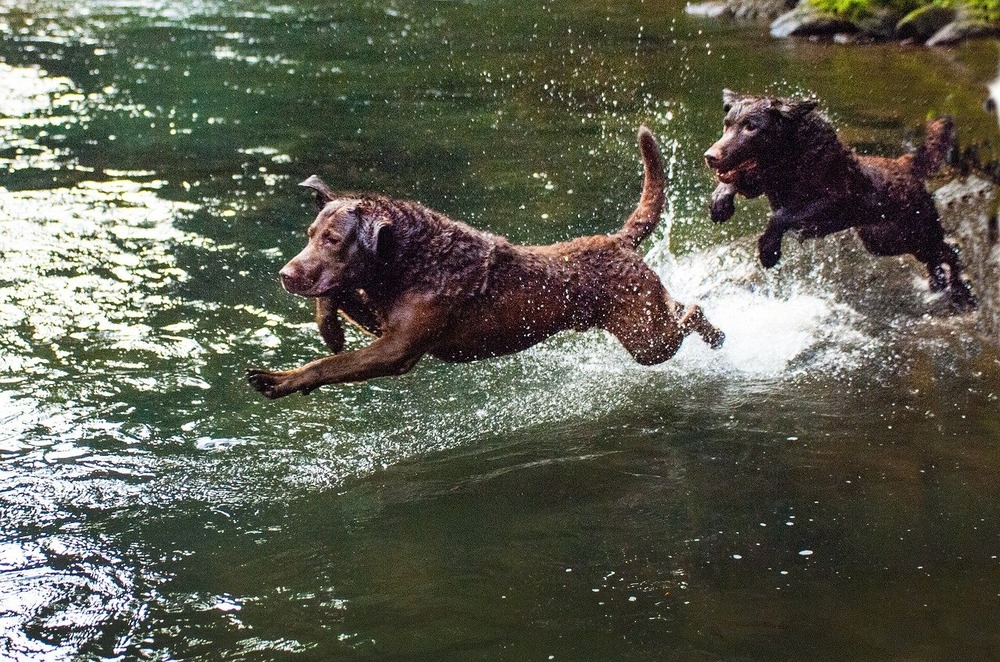 Chesapeake Bay Retriever near water