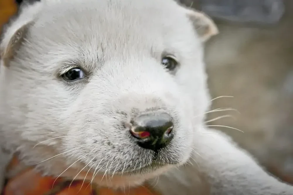 Korean Jindo dog standing with curled tail