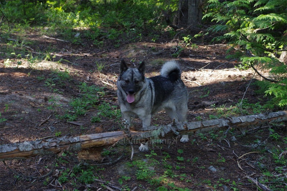 Hallefors Elkhound sitting calmly outdoors