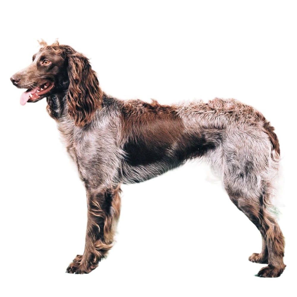 Pont-Audemer Spaniel portrait showing curly topknot