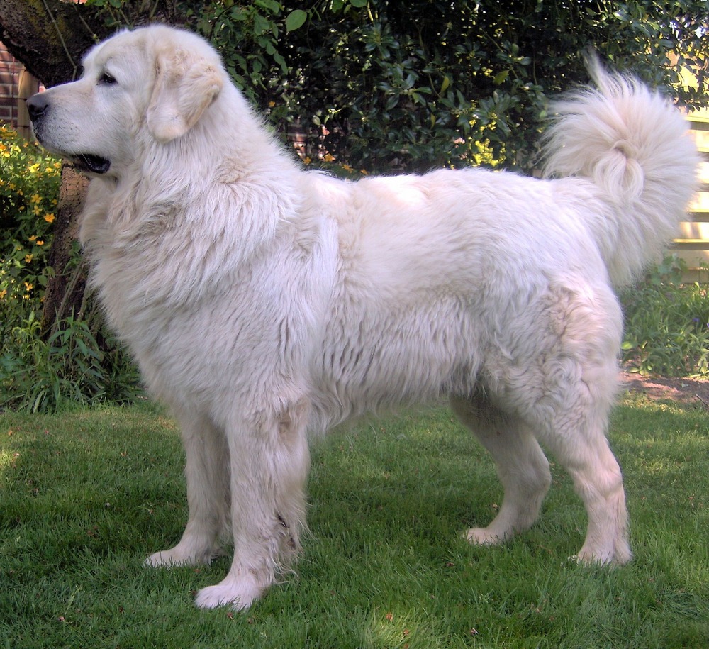 Tatra Mountain Sheepdog walking in a natural setting