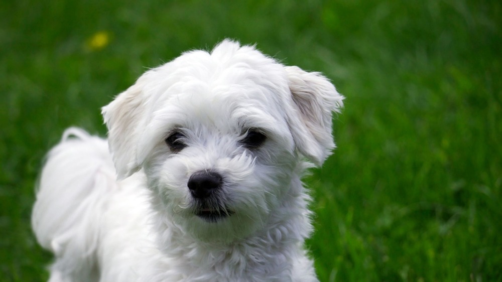 Maltese with long coat being handled gently
