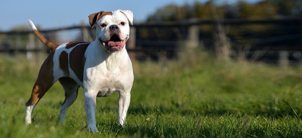 Muscular Olde English Bulldogge close-up