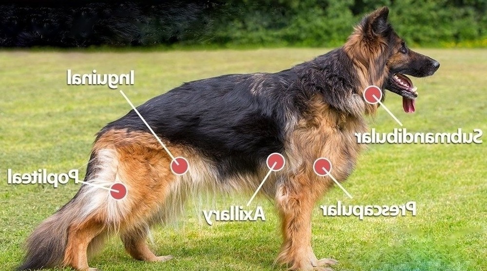 Dog being comforted by an owner at home