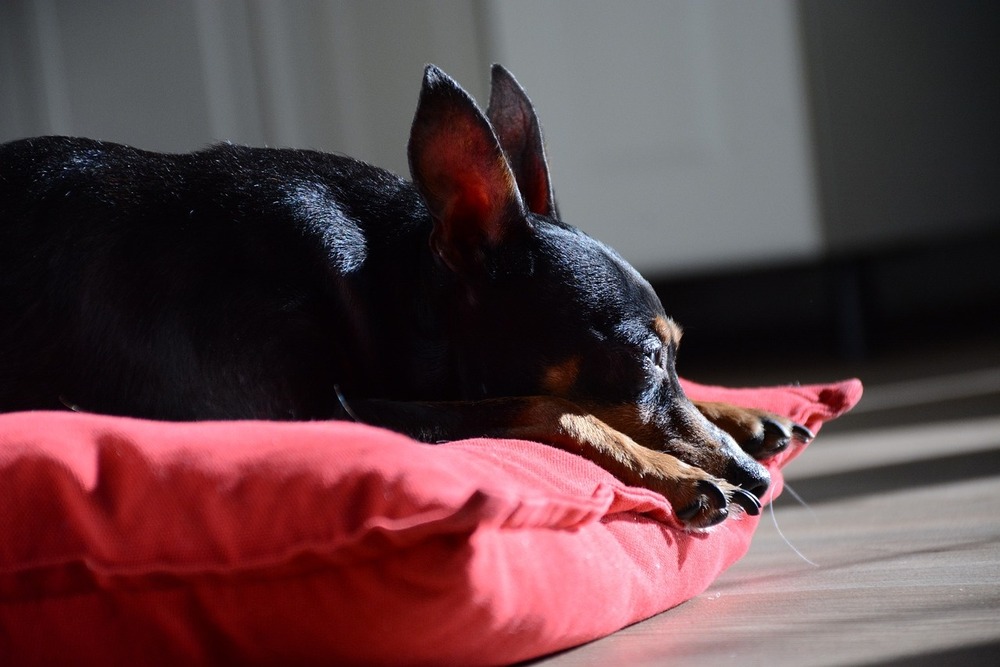Miniature Pinscher looking attentive