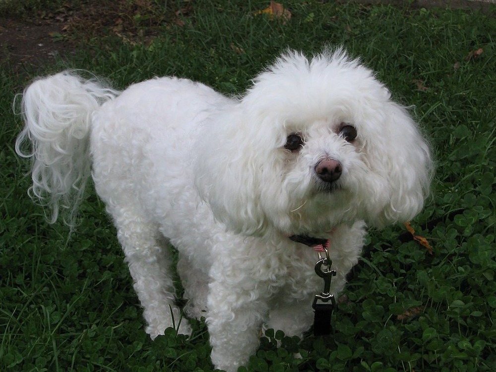 Bichon Frise with freshly groomed coat
