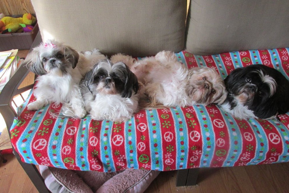 Person holding a small puppy
