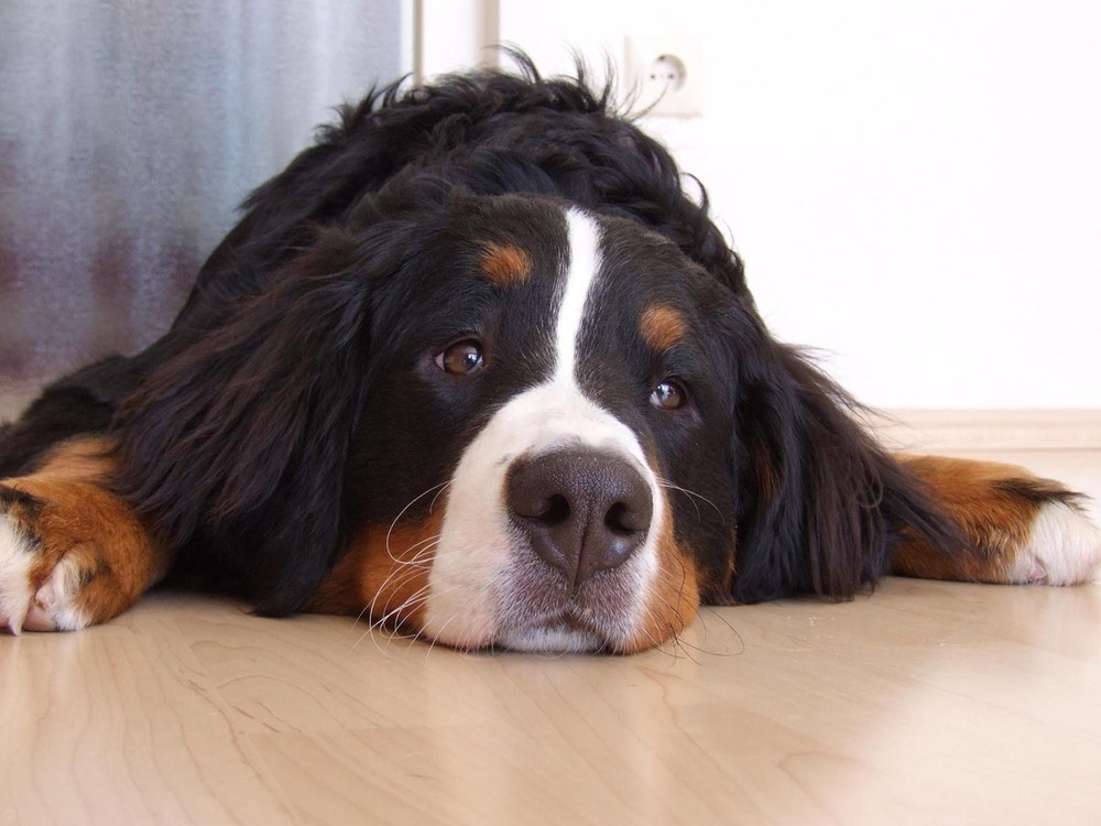 Bernese Mountain Dog walking on a path