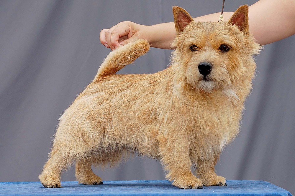 Norwich Terrier close-up portrait