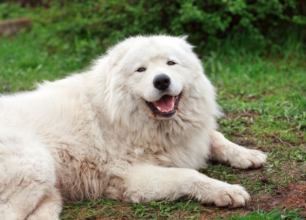 White Maremma Sheepdog standing outdoors