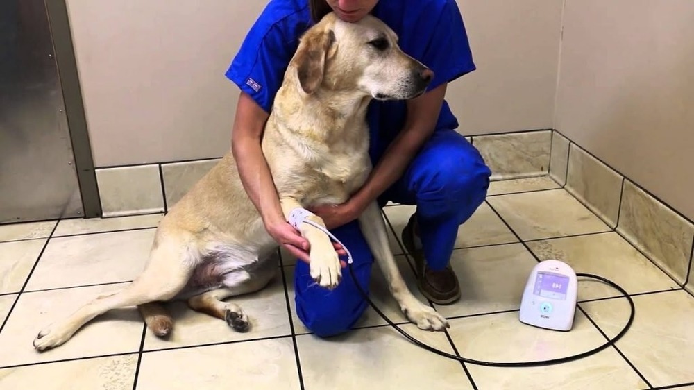 Veterinary blood pressure check on a dog