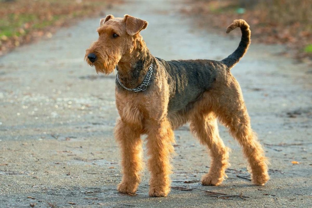 Airedale Terrier side profile showing coat texture