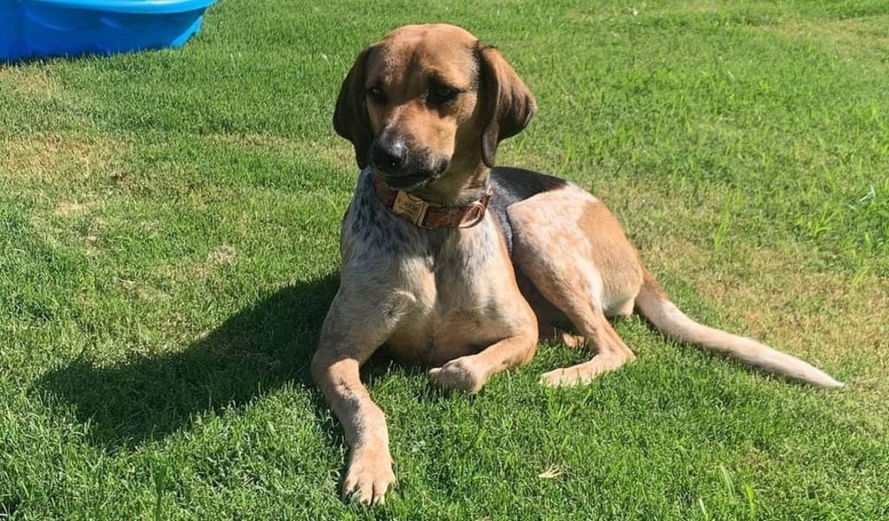 American English Coonhound standing in profile