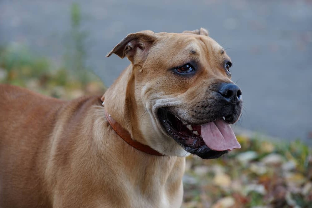 Ca Me Mallorqui on alert in a field