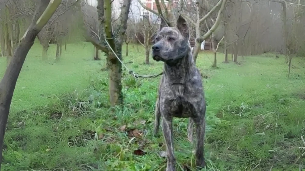 Villano de las Encartaciones close-up head