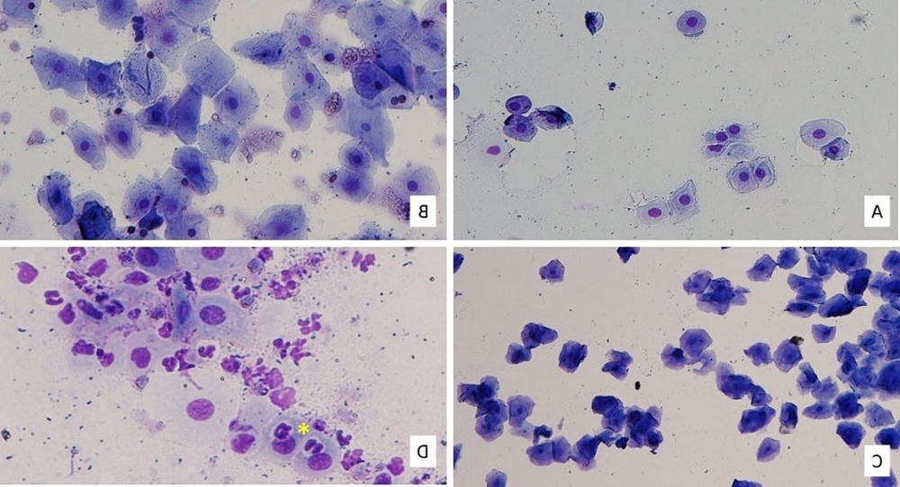 Female dog resting indoors