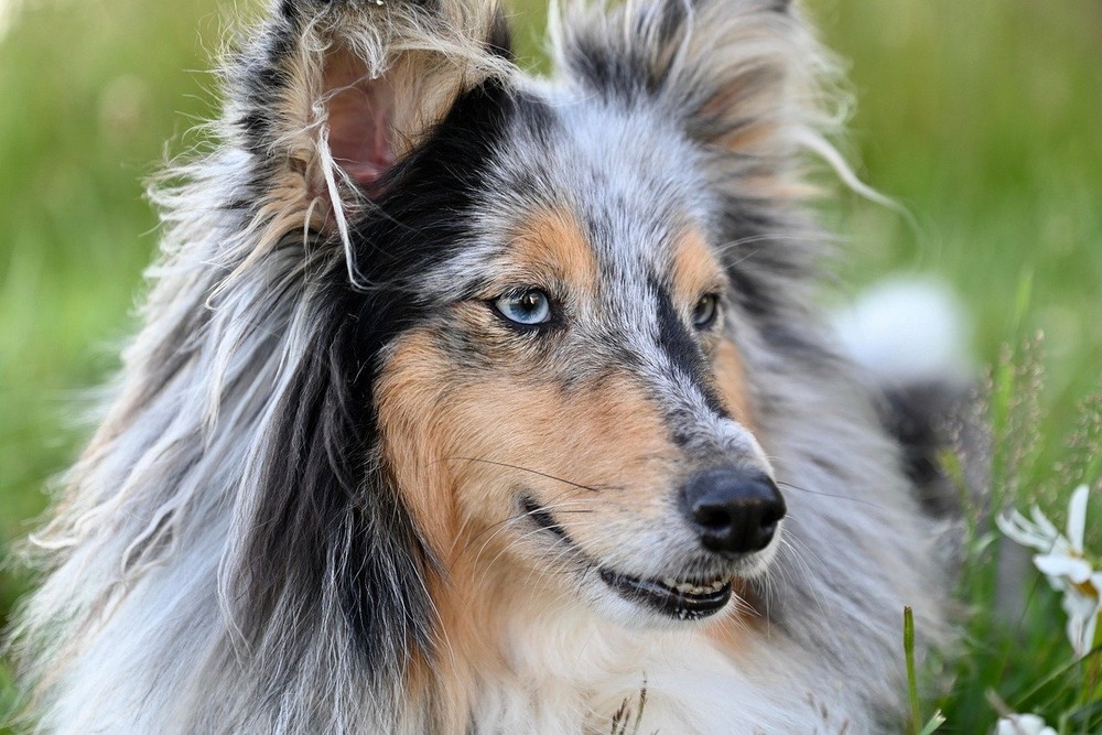 Patagonian Sheepdog sitting calmly outdoors