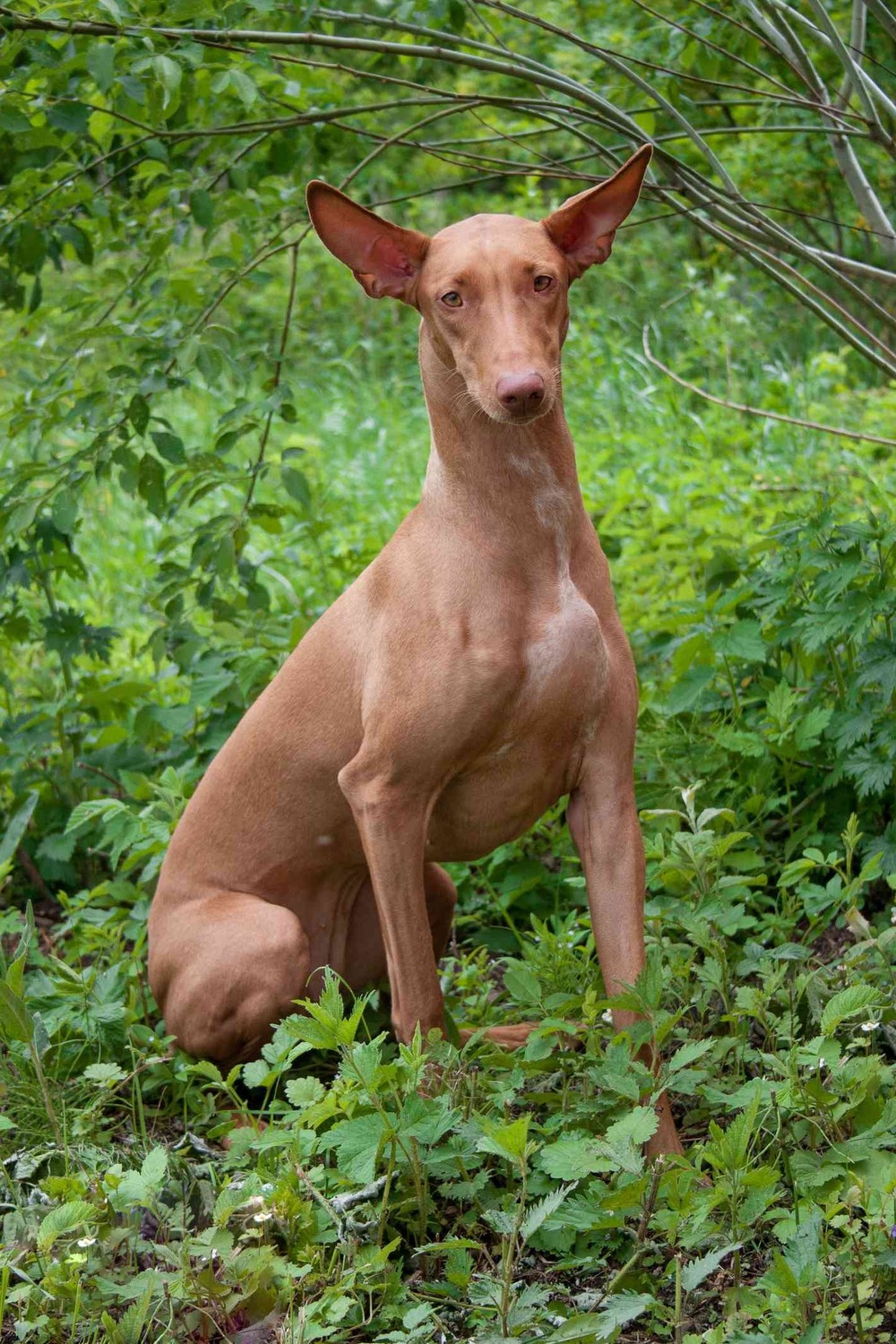 Pharaoh Hound walking with relaxed posture