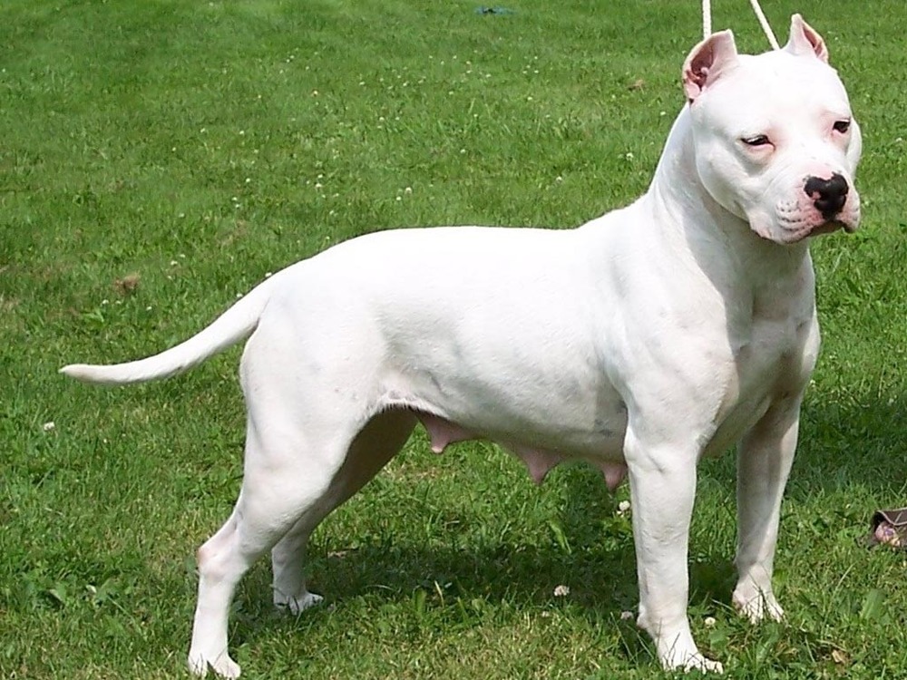 American Staffordshire Terrier sitting calmly outdoors