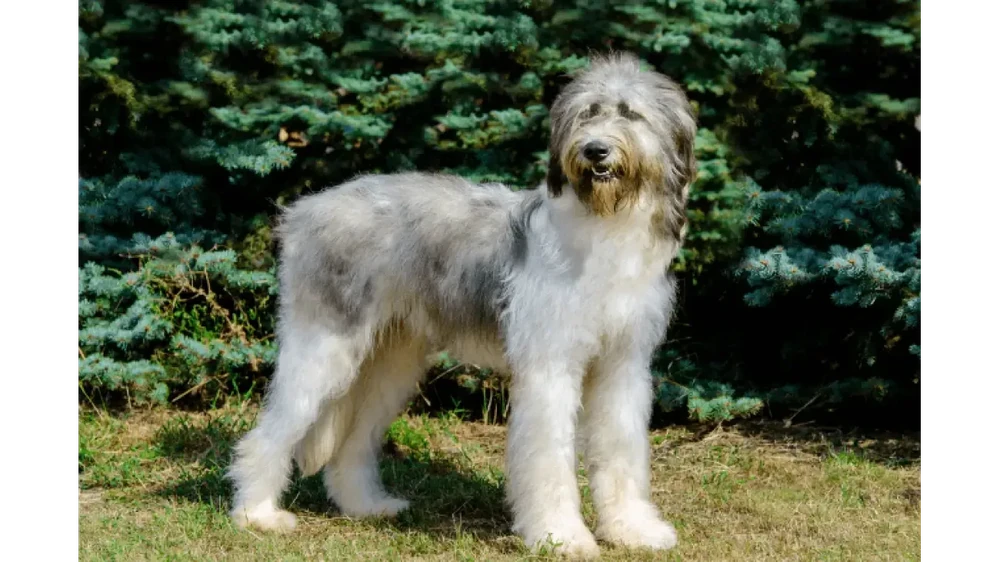 Romanian Mioritic Shepherd Dog standing in a natural setting