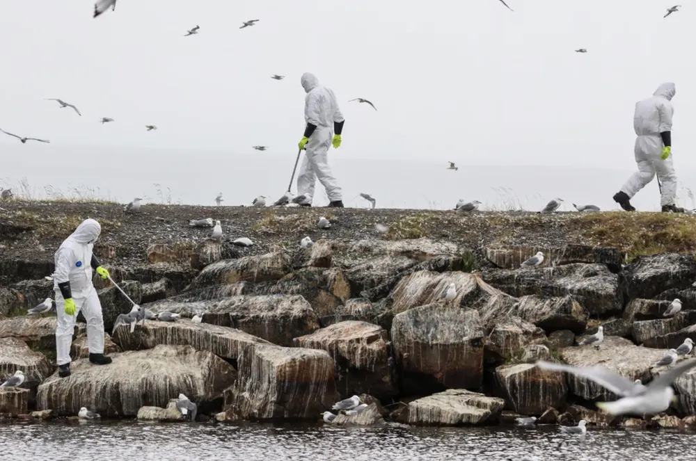 Dog looking out a window