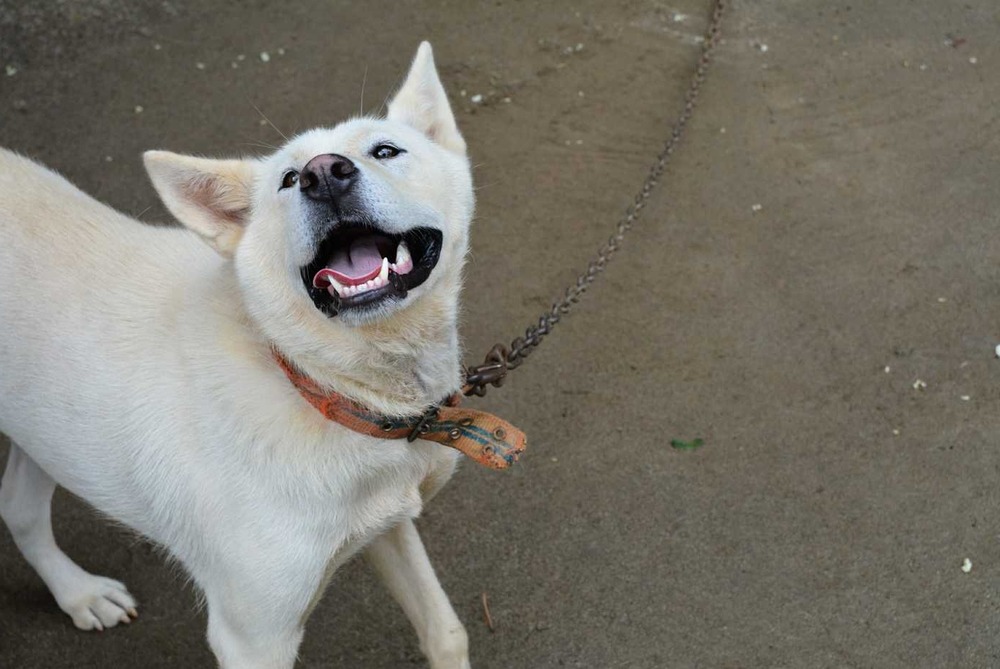Kishu dog standing alert outdoors