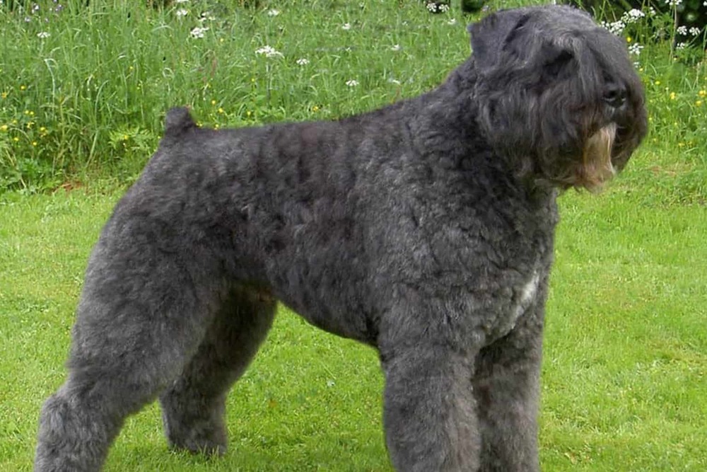 Bouvier des Flandres sitting calmly with alert posture