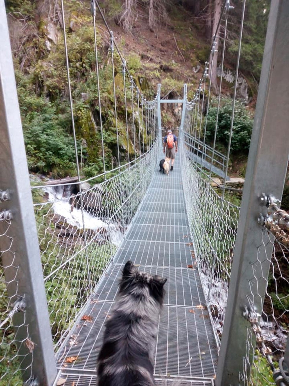 Close view of a thick-coated herding dog