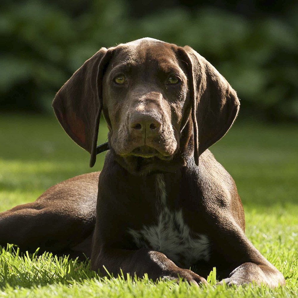 German Roughhaired Pointer looking attentive