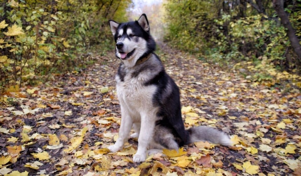 Alaskan Malamute resting outdoors