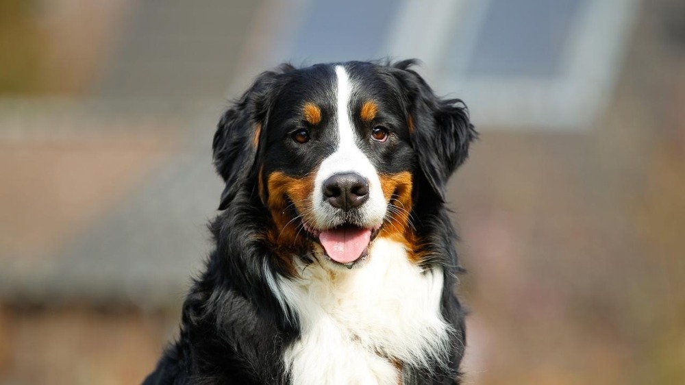 Bernese Mountain Dog coat detail