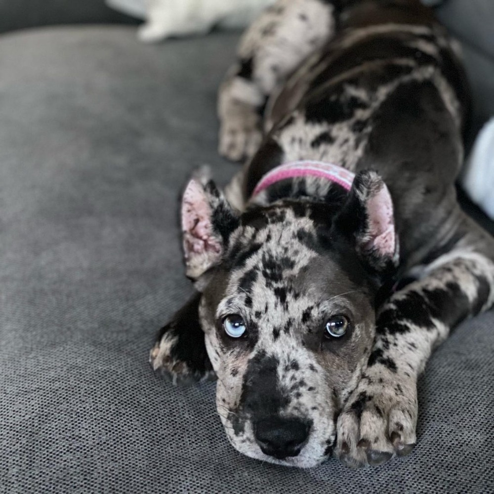 Great Dane sitting in a garden