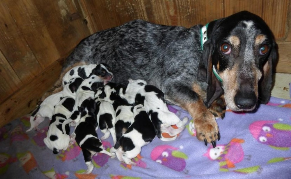 Basset Bleu de Gascogne walking on lead