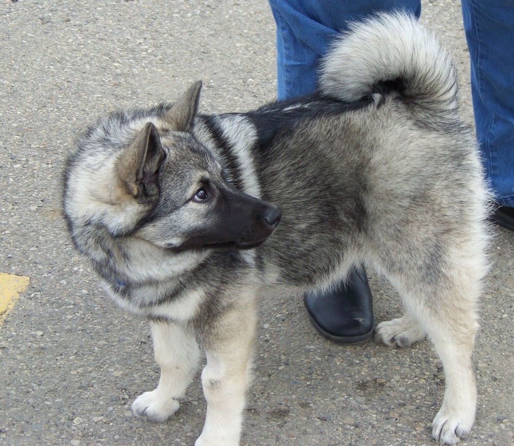 Black Norwegian Elkhound in a forest setting