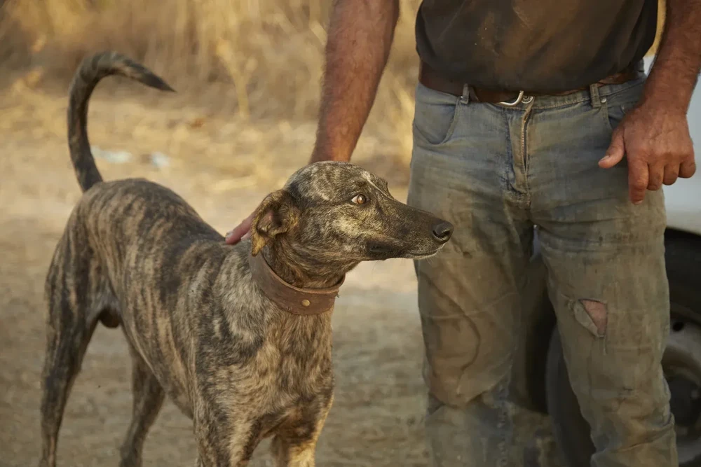 Levriero Sardo running outdoors