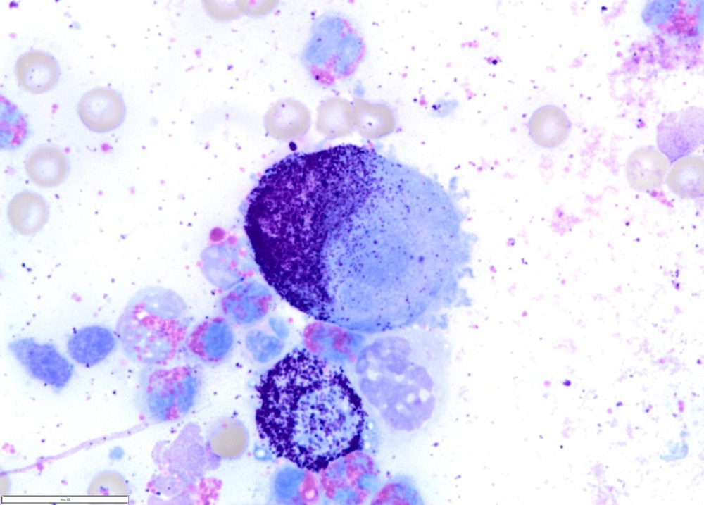 Veterinarian preparing a needle sample from a dog lump