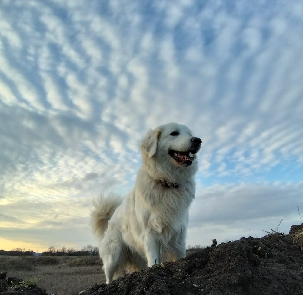 Large white guardian dog looking alert in a field