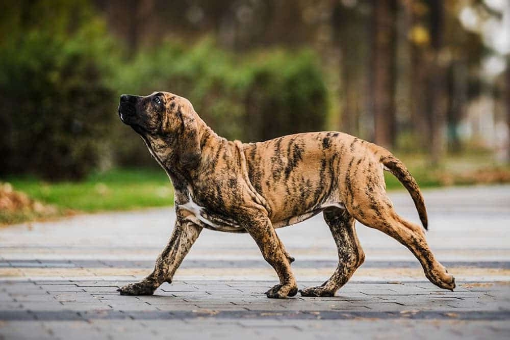Fila Brasileiro standing outdoors