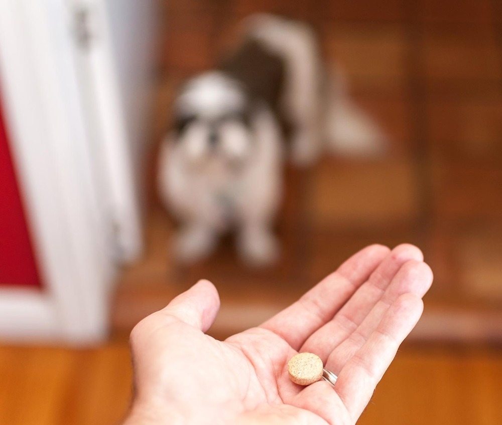 Dog resting calmly at home