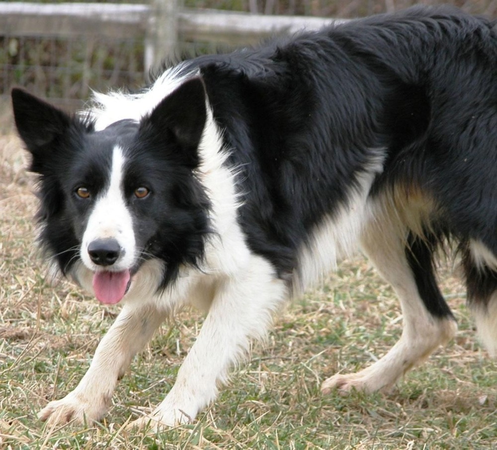 Welsh Sheepdog looking attentive