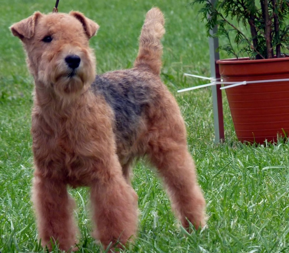 Lakeland Terrier standing outdoors