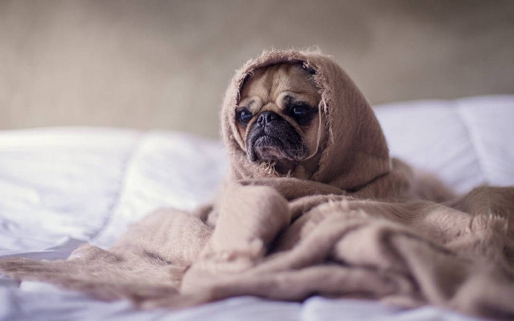 Veterinary team preparing equipment for a cardiac procedure