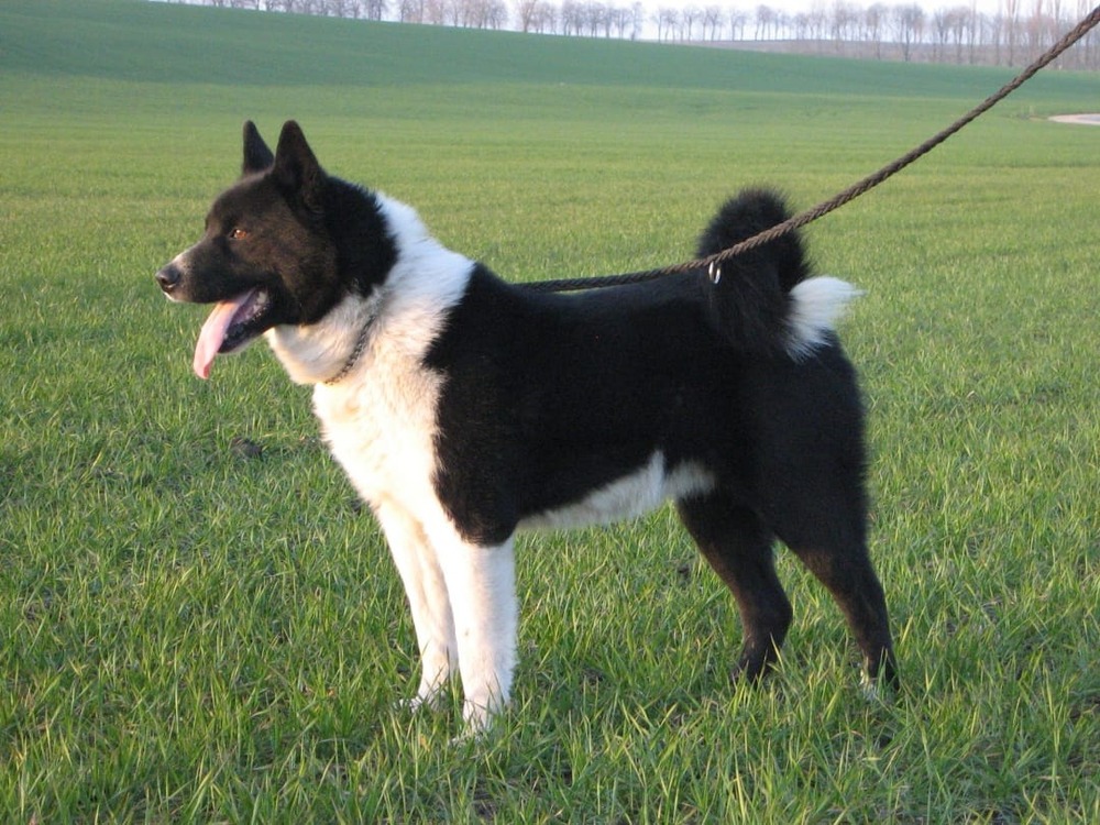 Karelian Bear Dog in a forest setting