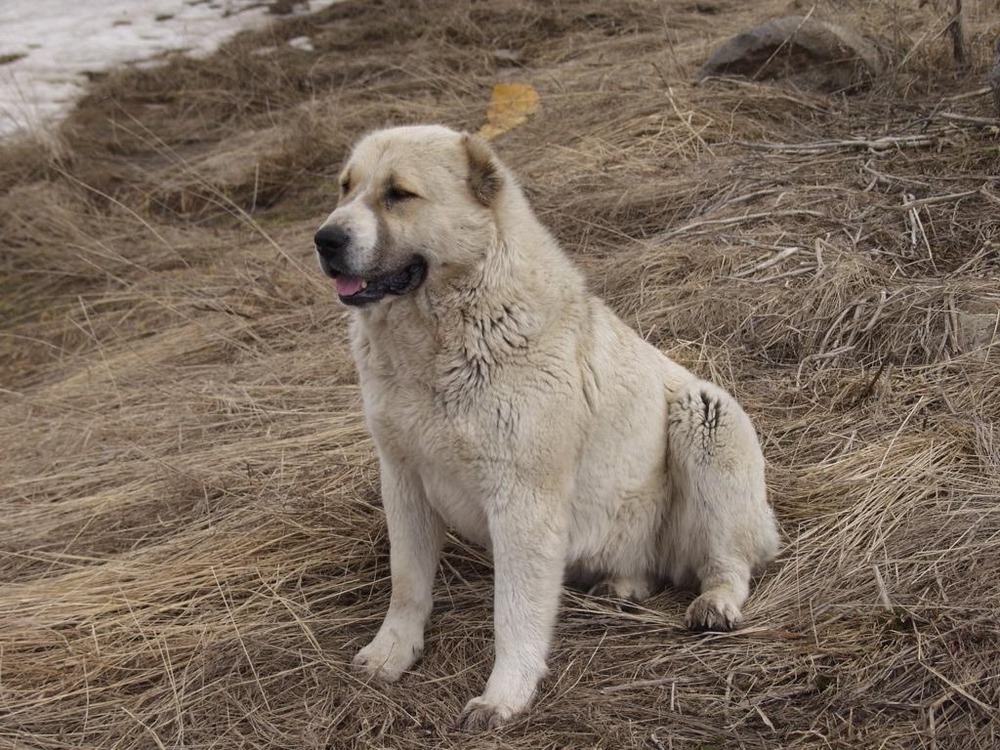 Armant dog looking alert