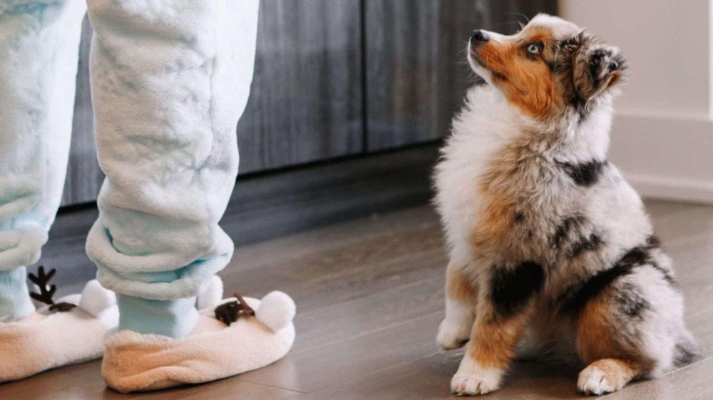 Puppy playing with a toy indoors