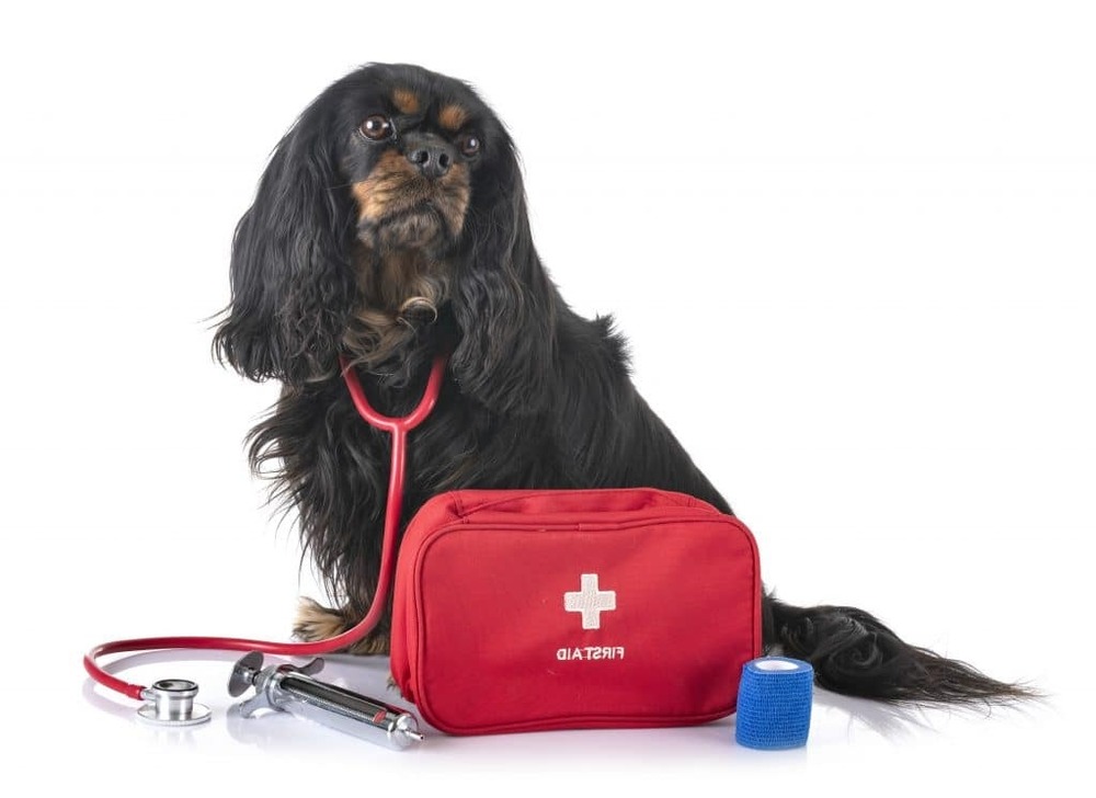 Dog being comforted while handled carefully