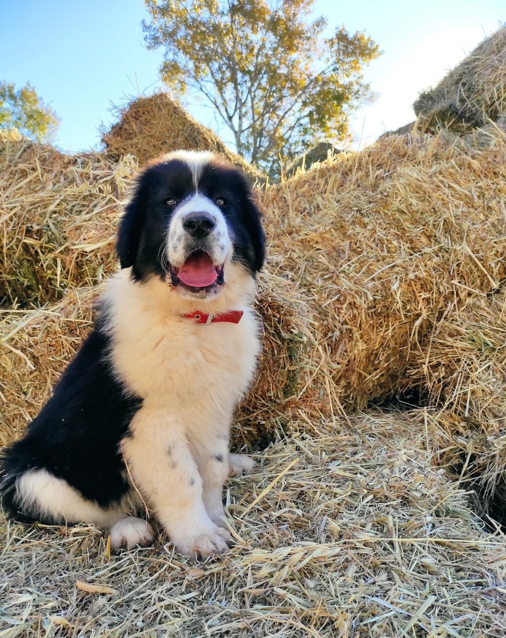 Greek Shepherd Dog standing outdoors